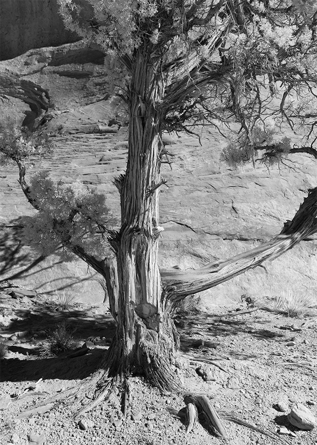 Strong B&W Infrared Photo of Tree Trunk in Desert Landscape.